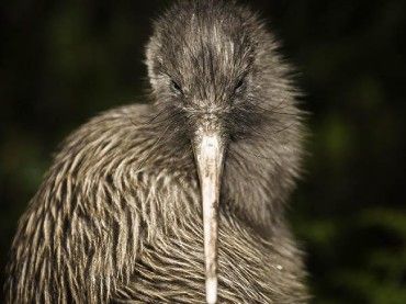 Okarito Kiwi Tours